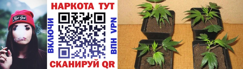 Канабис Сунжа